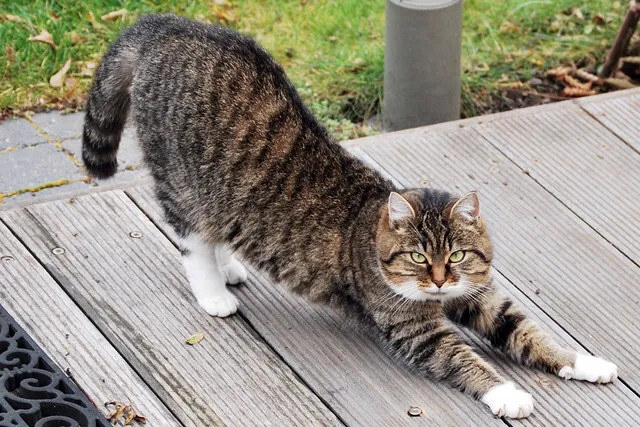 Why Are Cats So Flexible? Vet-Verified Facts & Reasons