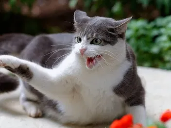 Cat Fighting Sounds: With Videos & Body Signals (Vet-Verified)