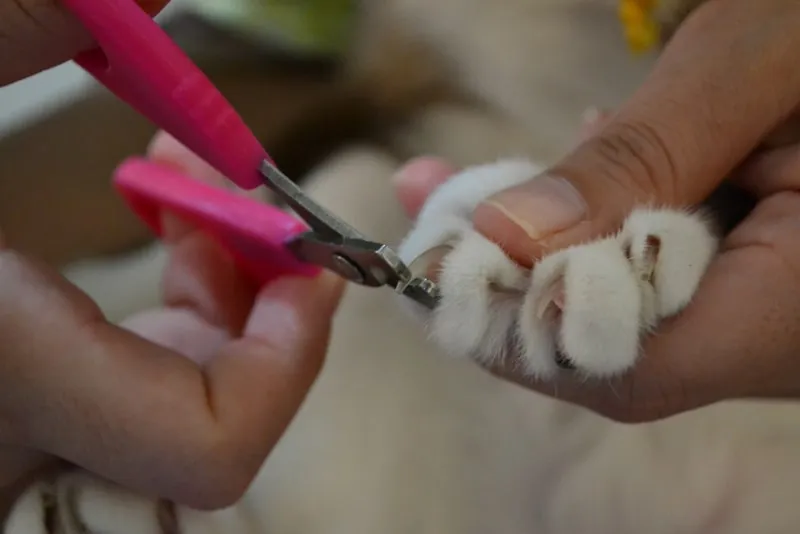 trimming cat's nails