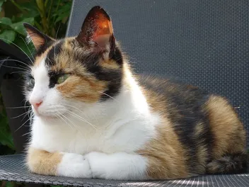 Are Calico Cats Autistic? Vet-Reviewed Facts & FAQ