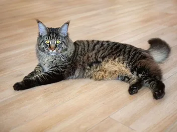 Are Abdominal Fat Pads on Cats Normal? Our Vet Answers
