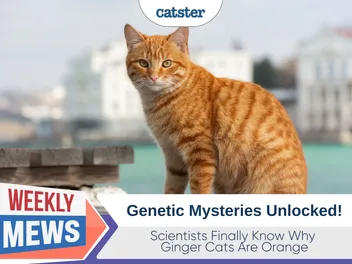 Scientists Finally Know Why Ginger Cats Are Orange: Genetic Mysteries Unlocked