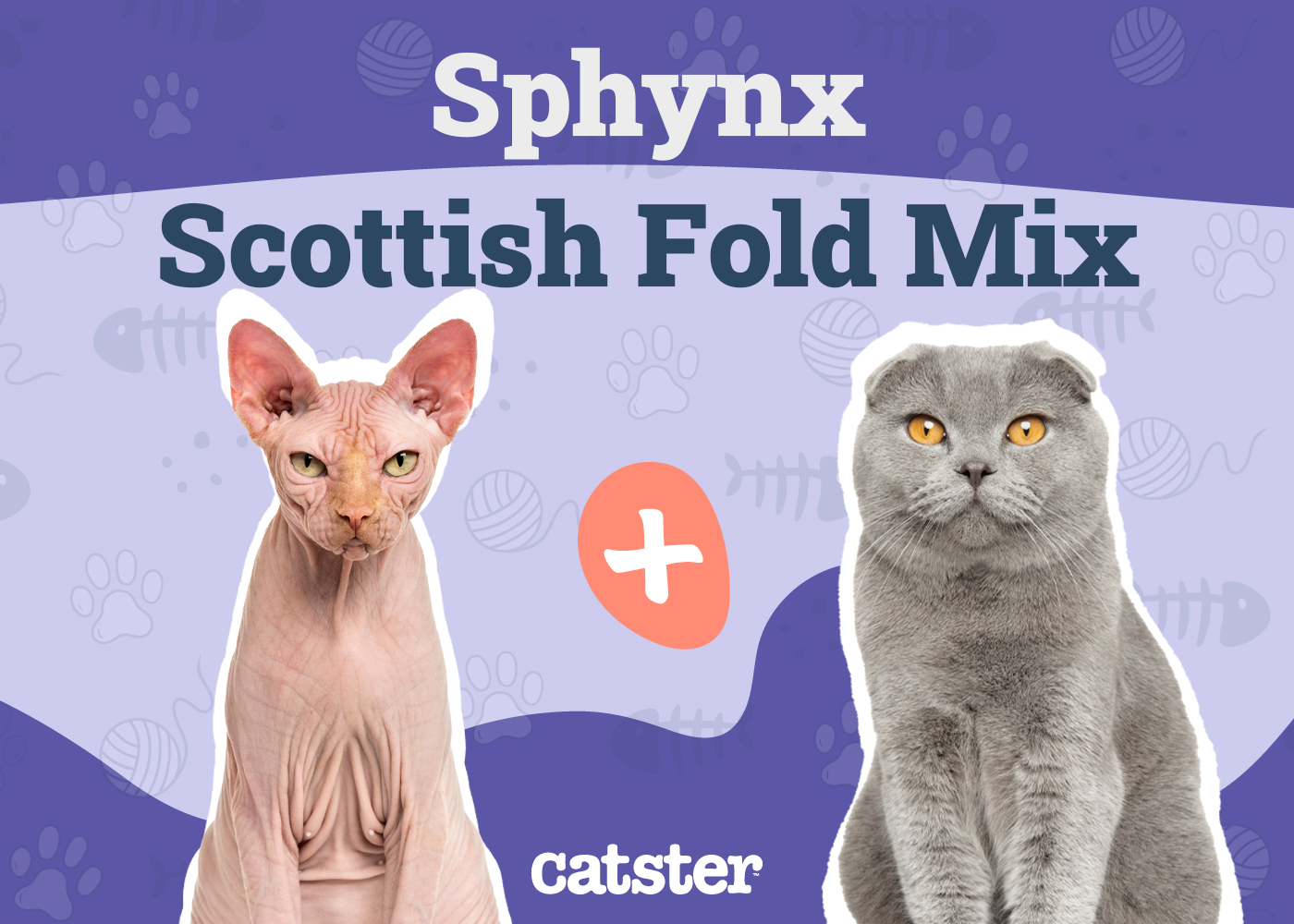 Sphynx & Scottish Fold Mix
