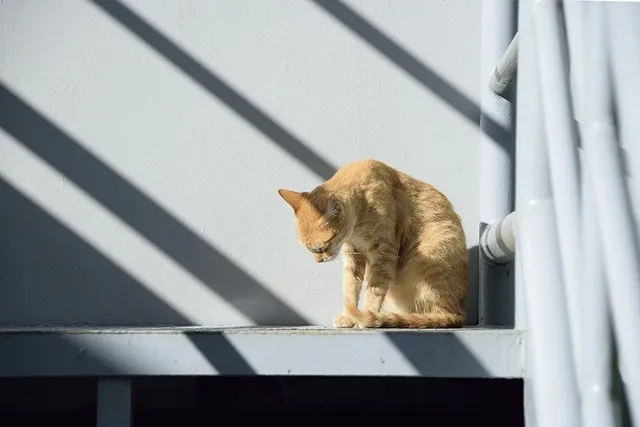My Cat Wants to Be Alone All of a Sudden: 8 Vet Approved Reasons