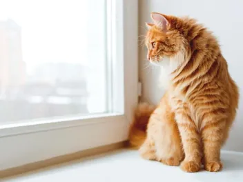 Why Does My Cat Look Out the Window All Day? 5 Vet-Verified Reasons & Care Tips