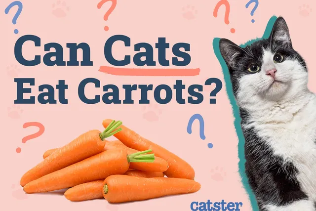 Can Cats Eat Carrots? Vet-Reviewed Nutritional Facts & FAQ