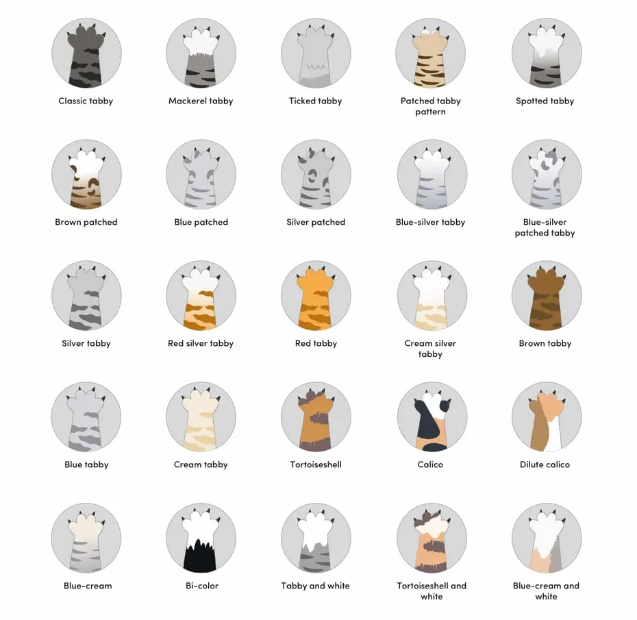 42 Manx Cat Colors & Patterns 2