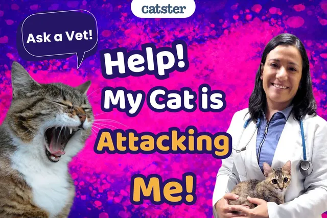 Ask Dr. Paola – Help! My Cat Attacks Me! (February 2, 2026)