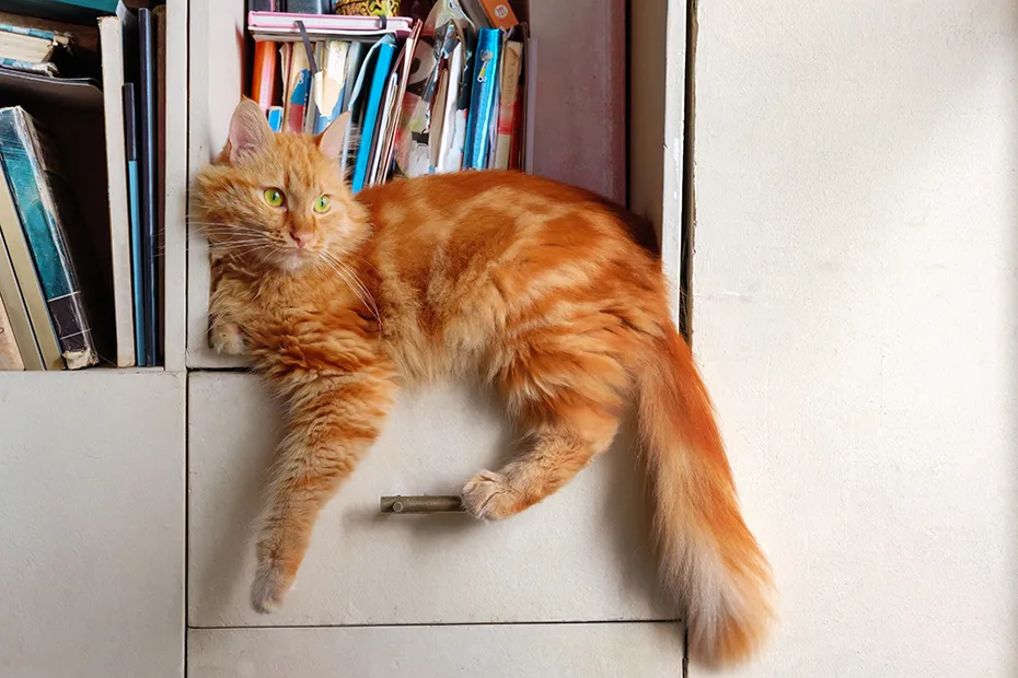 longhaired red cat relaxing on the shelf