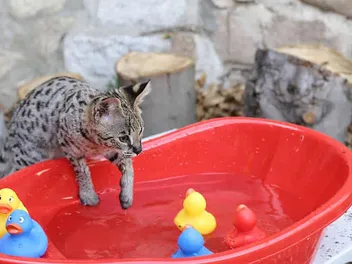 Do Savannah Cats Like Water? Facts, Safety Tips & Info (Vet-Verified)