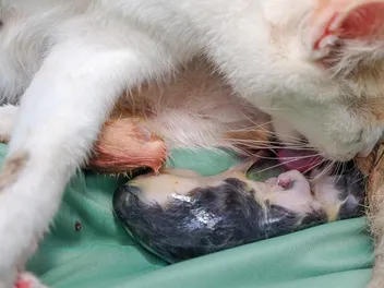 How to Help a Cat Give Birth: 5 Vet-Reviewed Tips