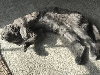 When Cats Enjoy the Good Life: Olga’s Indoor Existence