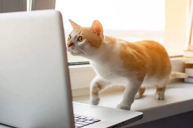 Free Digital Upgrades for NYC Animal Rescues
