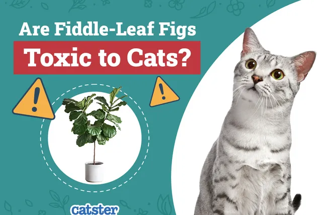 Are Fiddle-Leaf Figs Toxic to Cats? Vet-Reviewed Houseplants Examined