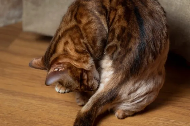 Why Is My Cat Losing Hair on Their Tail? 8 Vet-Verified Reasons