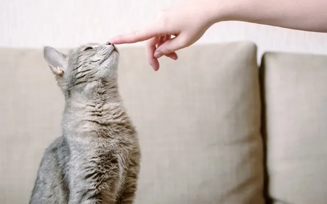 How to Train Your Cat: Vet-Approved Cat Training Guide