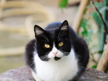 How Long Do Tuxedo Cats Live? Average Lifespan & Vet-Approved Care Tips