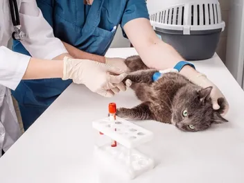 How Does Cat Allergy Testing Work? Vet-Reviewed Test Types, Signs & FAQ