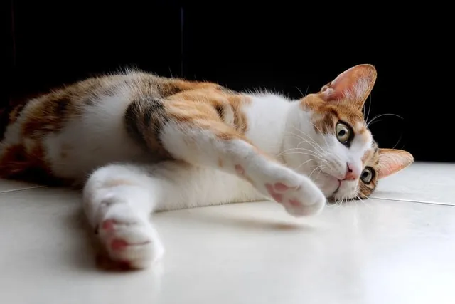 9 Vet-Reviewed Signs Your Cat Is Bored & How to Fix It