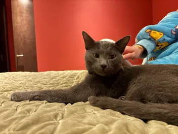 Can a Cat Allergy Stop Love? Not For Wes & Raphael!