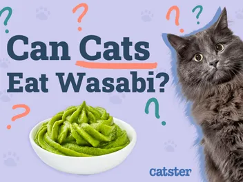 Can Cats Eat Wasabi? Vet-Reviewed Diet Facts & FAQ