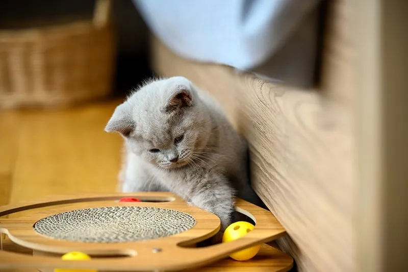 british-shorthair-kitten-playing-with-puzzle-toy