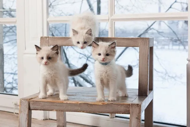 Ragdoll Kittens For Sale in Wisconsin: Breeders List 2026