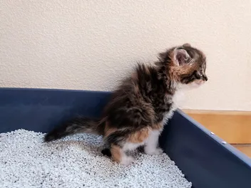 When Do Kittens Start Pooping? Vet-Approved Facts & FAQ