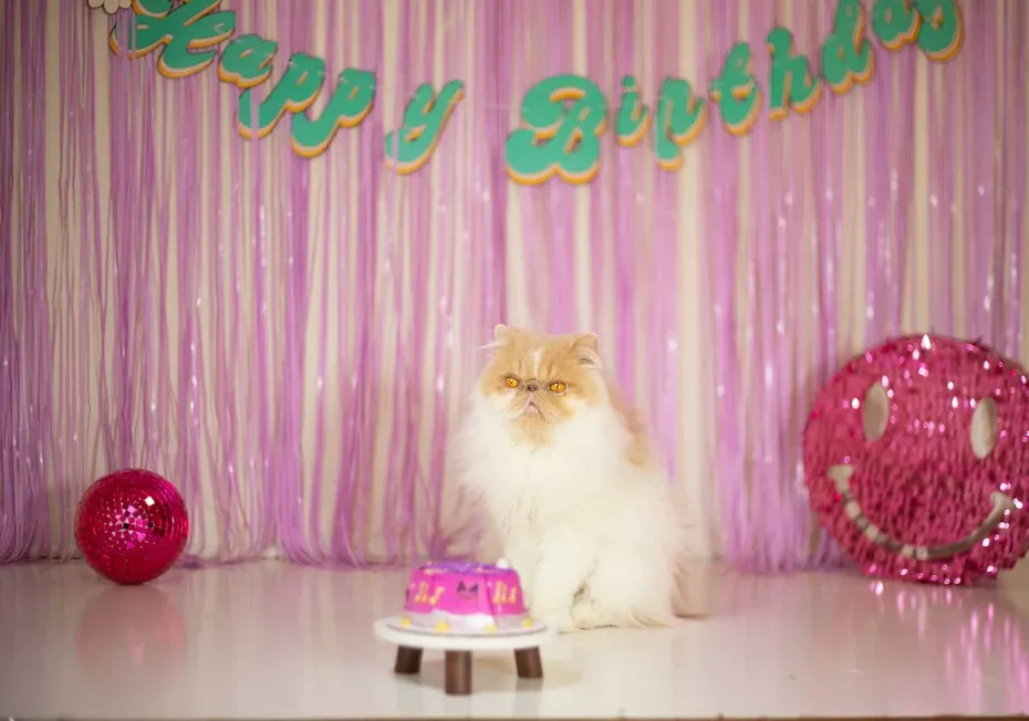 Easy Tuna Cat Cake