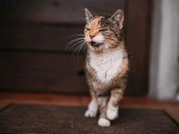 Do Cats Get Mad When You Leave? Feline Feelings Explained