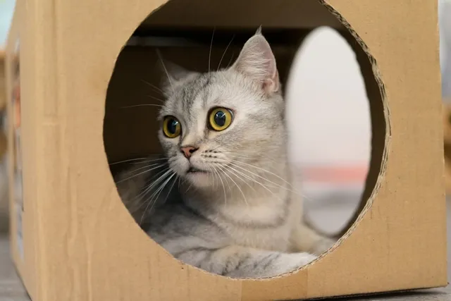 Why Do Cats Like Boxes So Much? 6 Vet-Reviewed Reasons Behind the Behavior
