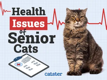 10 Senior Cat Health Problems: Vet-Verified Common Issues