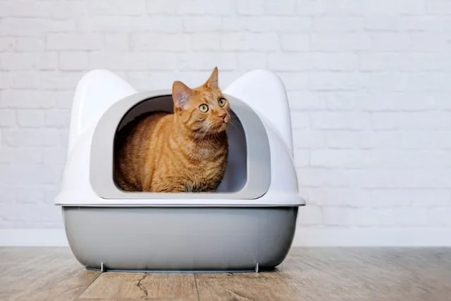 Inappropriate Elimination In Cats: Vet-Approved Guide & Explanation