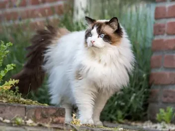 Do Ragdoll Cats All Have a Primordial Pouch? Feline Anatomy Explained
