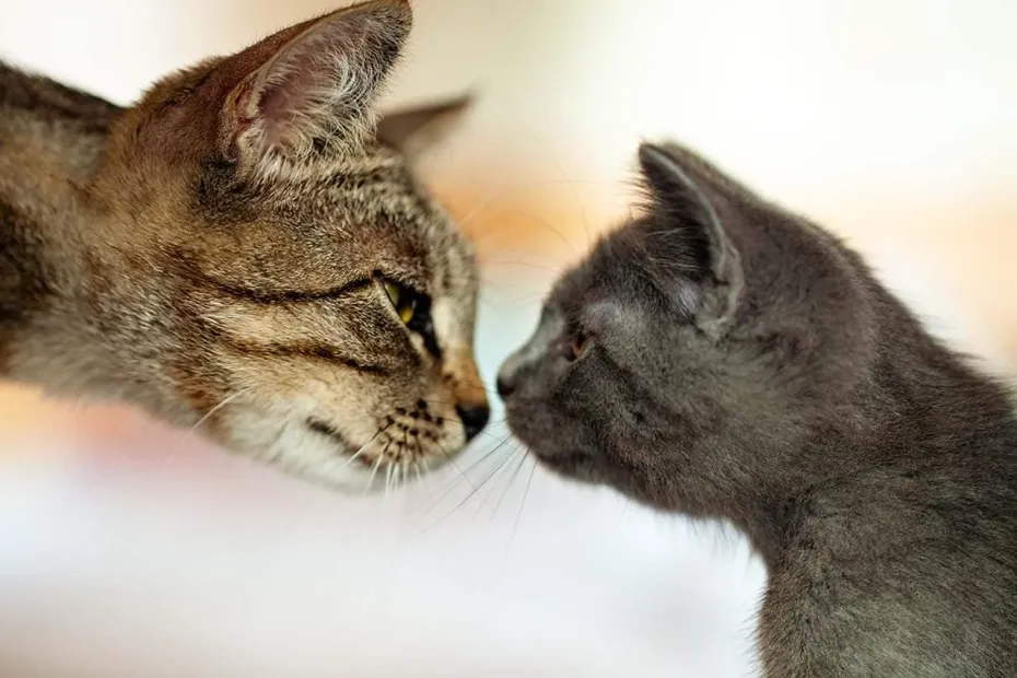 mother-cat-nose-to-nose-with-kitten