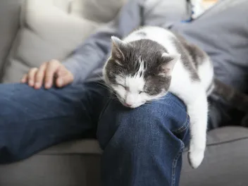 Why Is My Cat Laying On Me All of a Sudden? 12 Vet-Reviewed Reasons