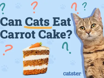 Can Cats Eat Carrot Cake? Vet-Approved Facts & FAQ