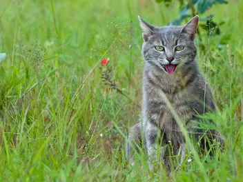 My Cat Is Panting After Playing, Should I Worry? 4 Vet Approved Reasons & FAQ