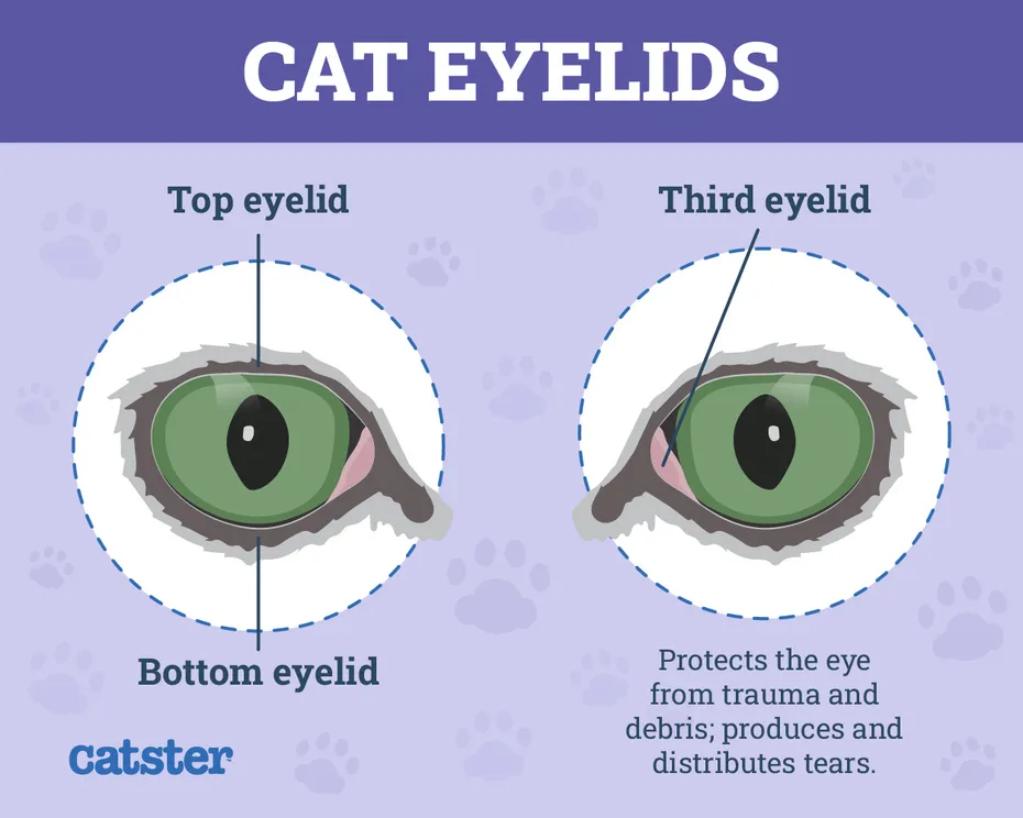 cat eyelids