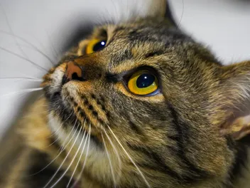 Why Is My Cat Staring at the Ceiling? 6 Vet-Reviewed Reasons