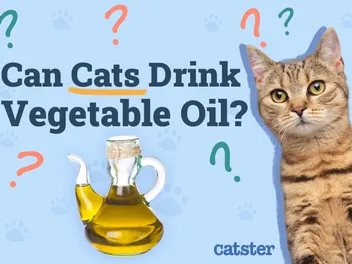 Can Cats Drink Vegetable Oil? Vet-Approved Diet Facts & FAQ