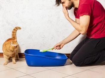 Why Does My Cat's Pee Smell So Strong All of a Sudden? Vet Approved Facts & FAQ