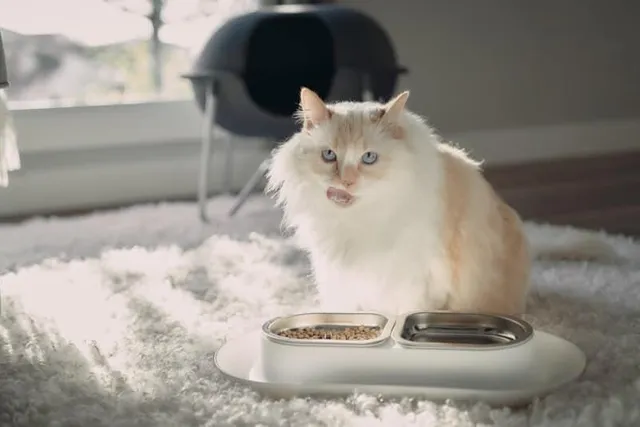 How to Switch Cat Foods: Vet Approved Tips for Transitioning Your Cat’s Diet