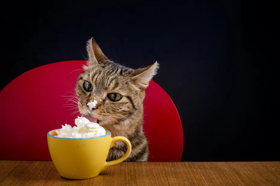 tabby cat eating whipped cream