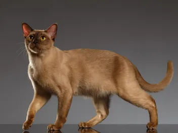 Are Burmese Cats Hypoallergenic? What You Need To Know!