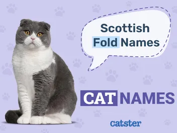 230 Adorable Scottish Fold Cat Names: Meaningful Ideas for Your Kitty