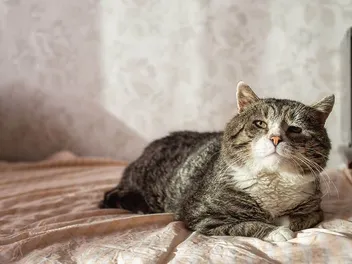 At What Age Do Cats Start Getting Arthritis? Vet Reviewed Early Signs & Recommendations