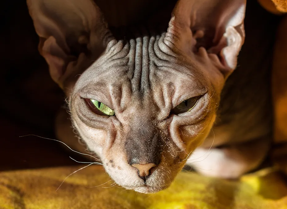close up Donskoy cat face