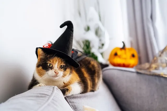 5 DIY Kids Cat Costumes for Halloween They'll Love
