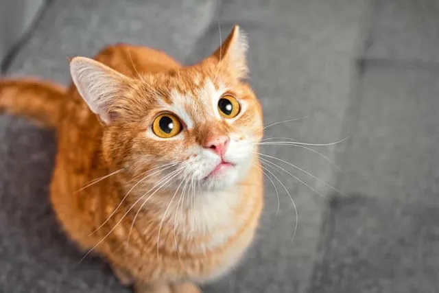 15 Common Household Hazards for Cats & Vet-Approved Safety Tips